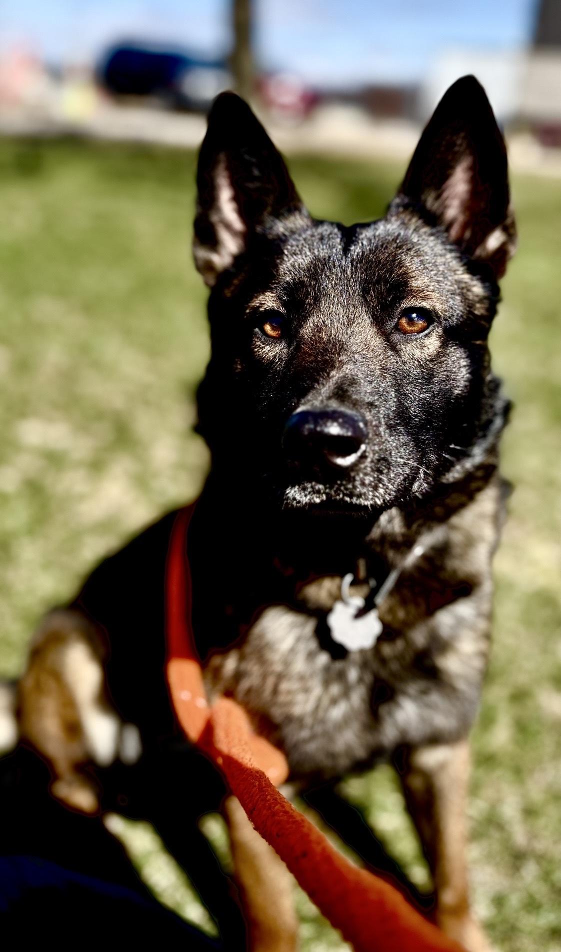 Maisie, Adoptable, Young Female German Shepherd Dog & Mixed Breed.