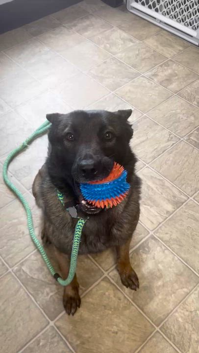 Enlarge Maisie, a Adoptable mixed breed in Oxford, MI video 6/6