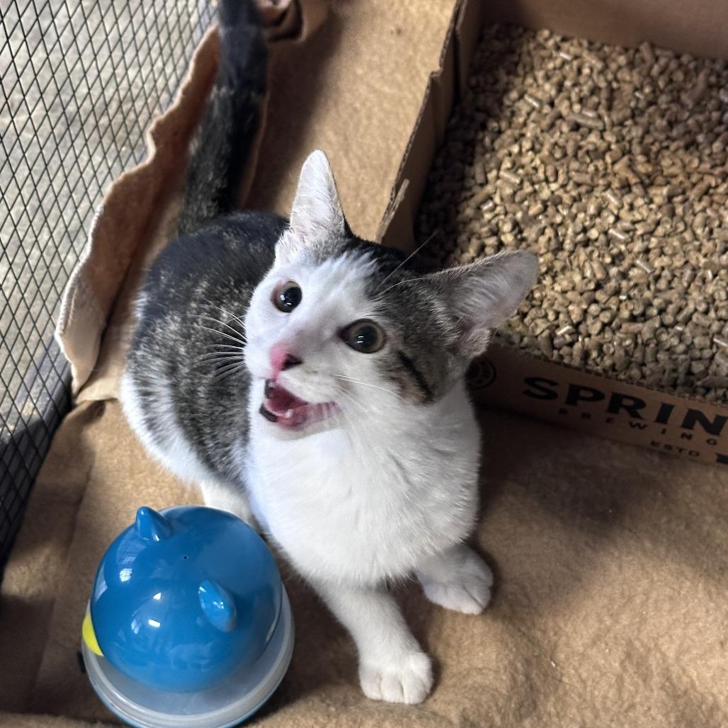 Oreo, Adoptable, Young Male Domestic Short Hair.