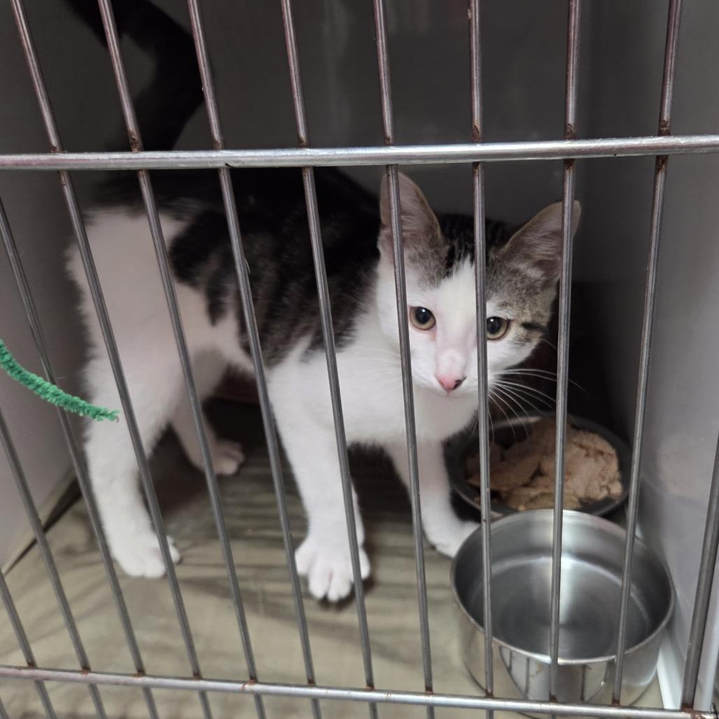 Enlarge Oreo, a Adoptable Domestic Short Hair in Branson, MO image 3/5
