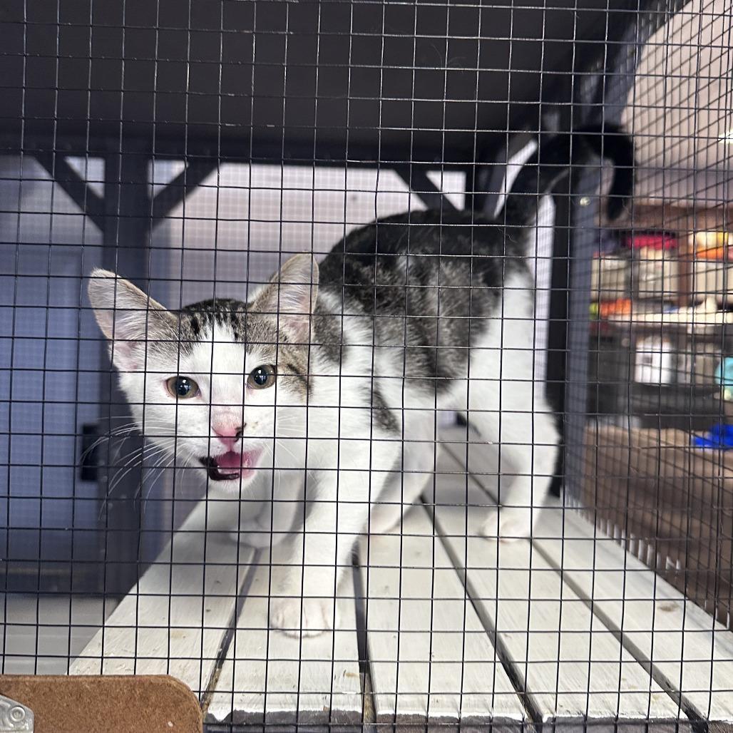 Enlarge Oreo, a Adoptable Domestic Short Hair in Branson, MO image 4/5