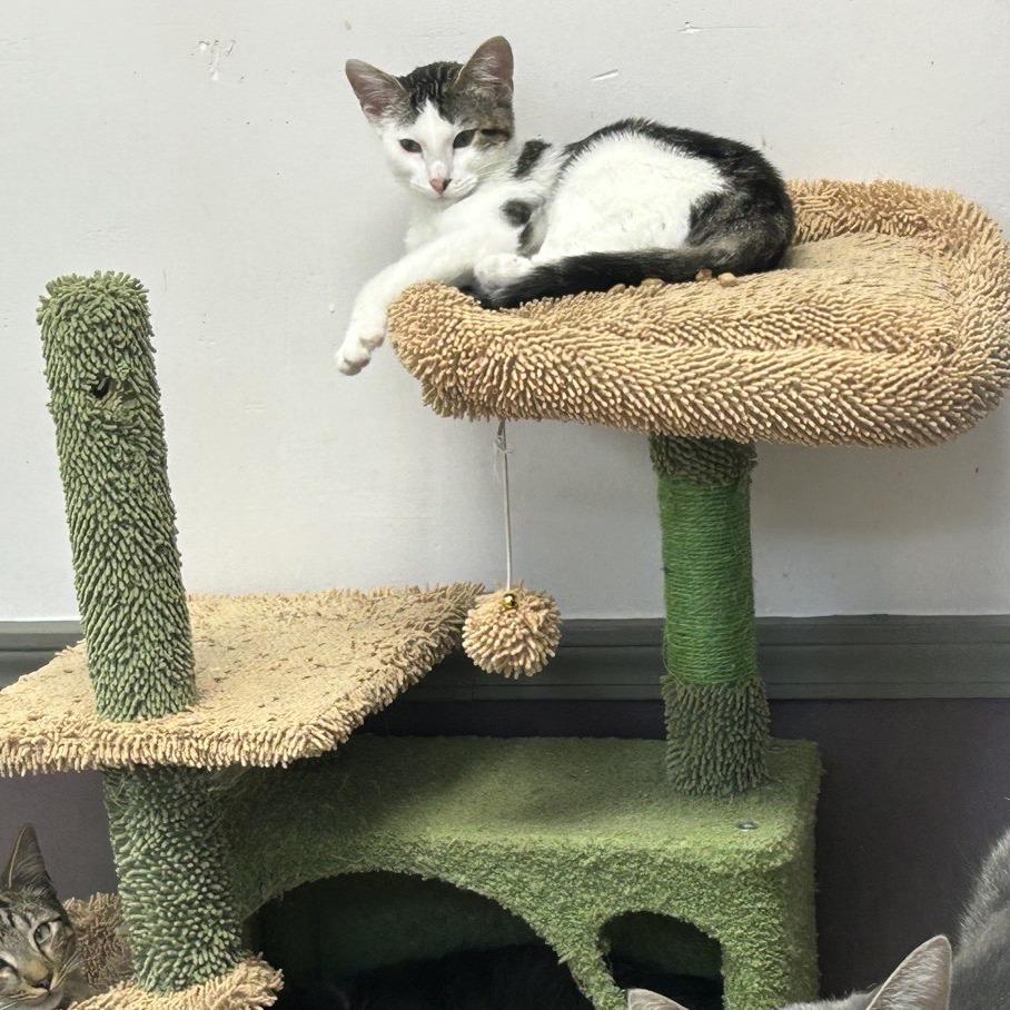 Enlarge Oreo, a Adoptable Domestic Short Hair in Branson, MO image 5/5