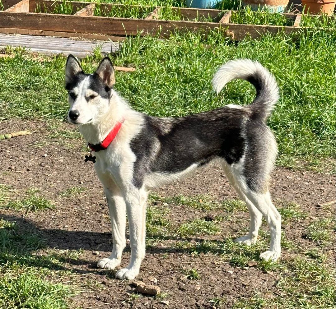 Courtesy Post Introducing Kora Kora is a 1-year-old husky mix with a fun loving personality She 