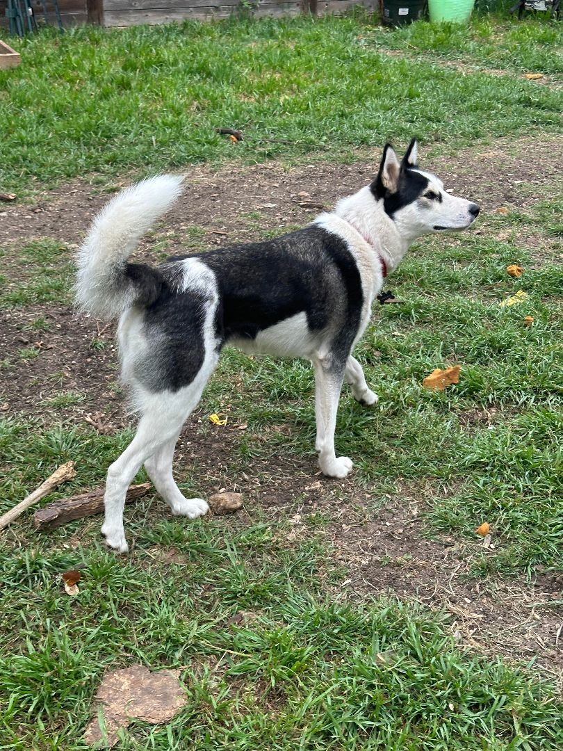 Kora 4