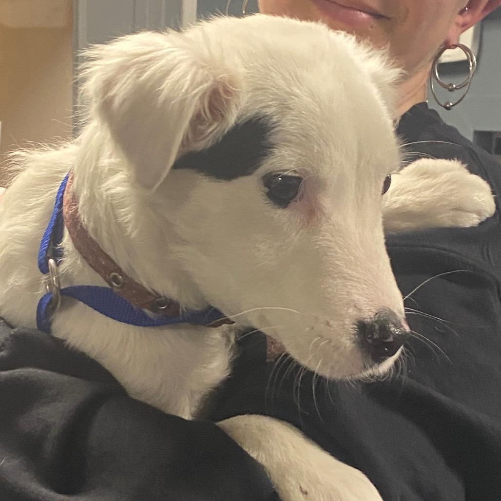 Enlarge Ready Whip, a Adoptable mixed breed in Chesapeake, VA image 1/1