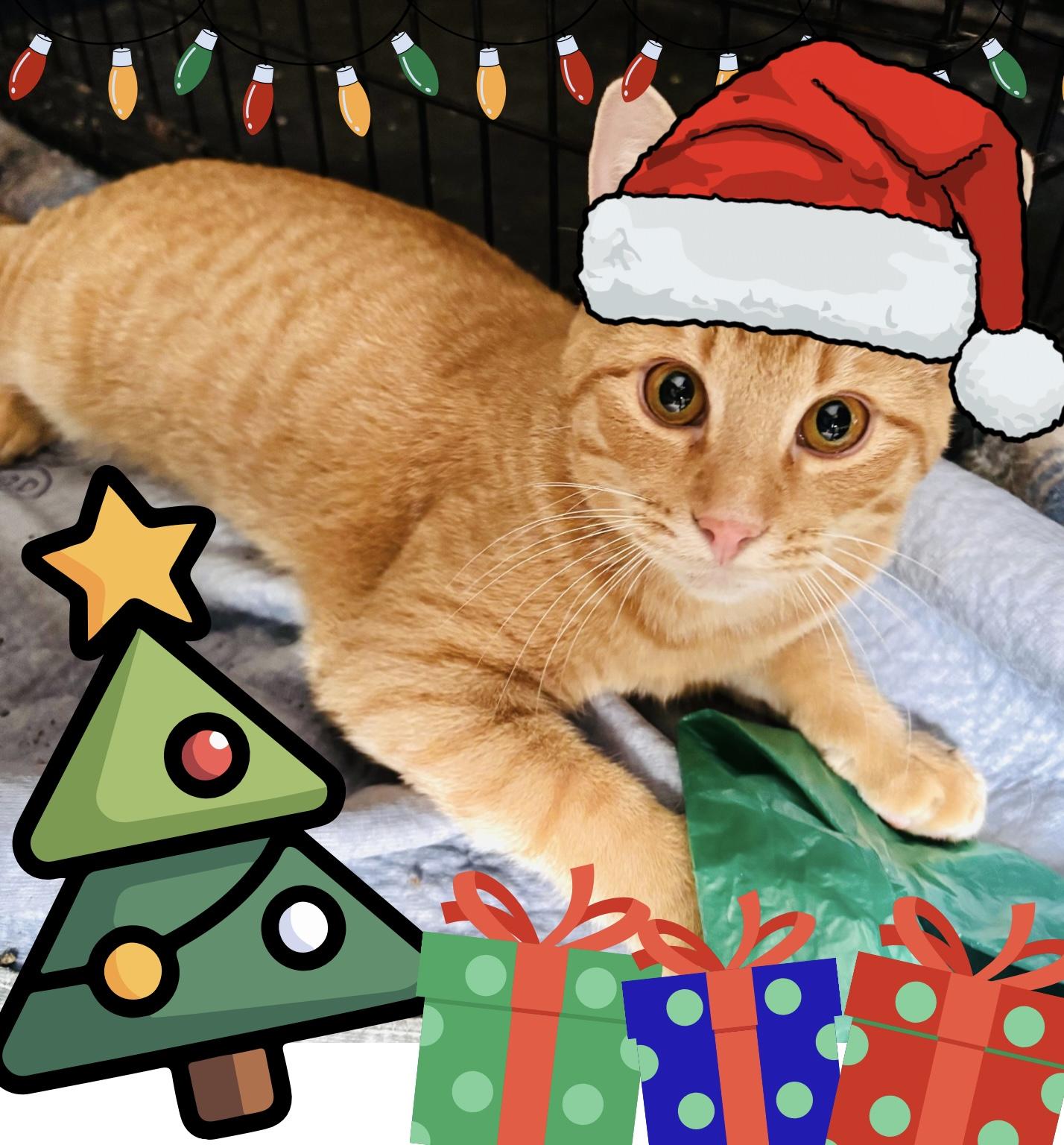 Peyton, Adoptable, Kitten Male American Shorthair.