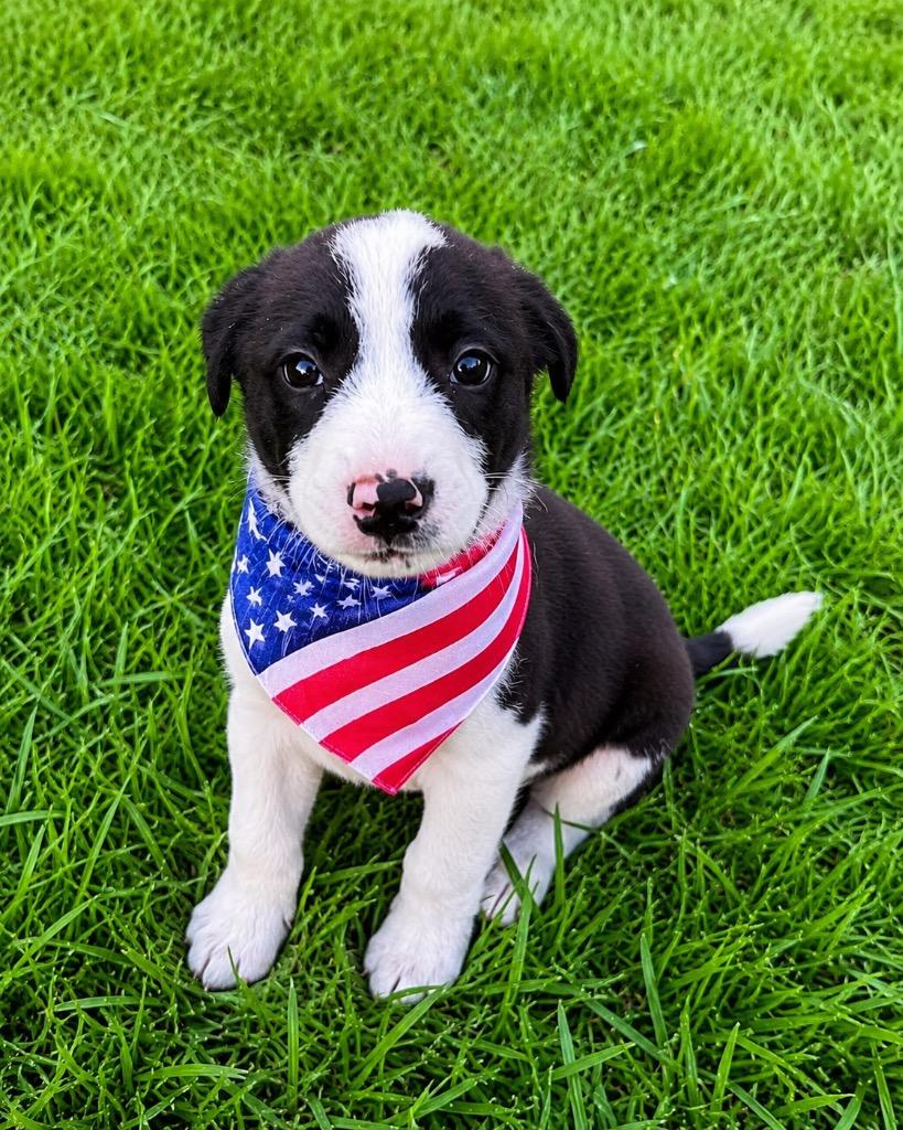 Bug, Adoptable, Puppy Male Border Collie.