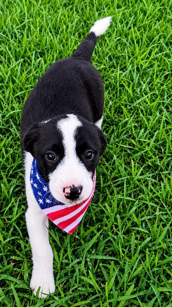 Bug, a Adoptable mixed breed in North Syracuse, NY image 2/2