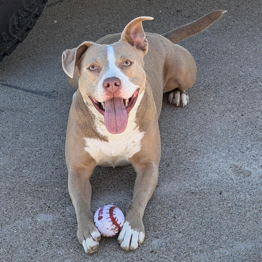 Enlarge Louise, a Adoptable mixed breed in Ennis, TX image 1/4