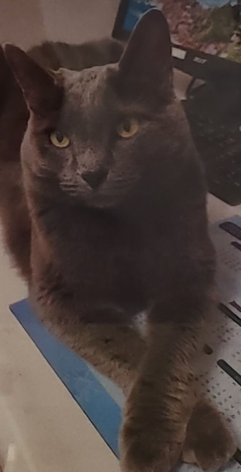 JOURNEY, Adult Male unknown