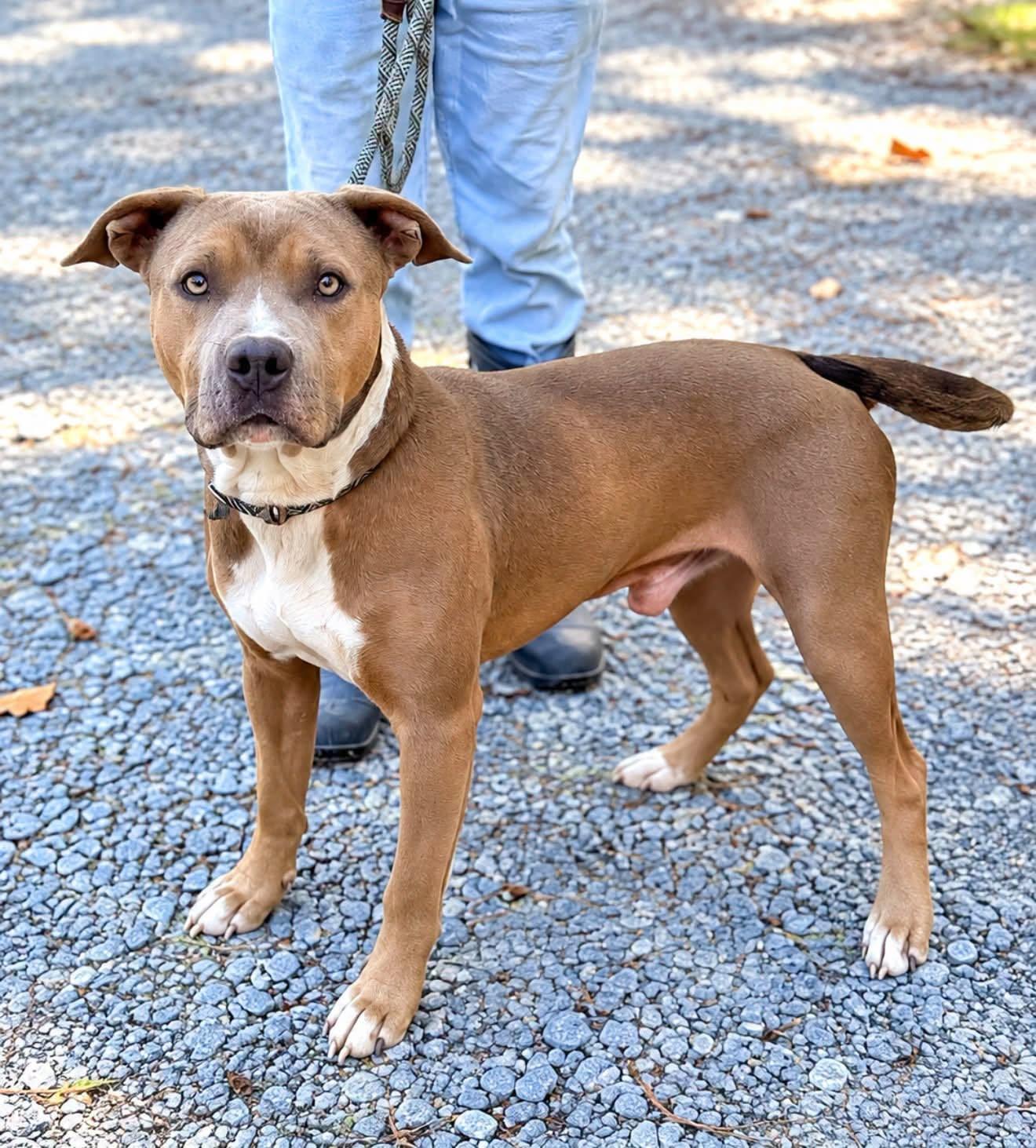 Enlarge Blue, a Adoptable mixed breed in Elizabethtown, NC image 1/1