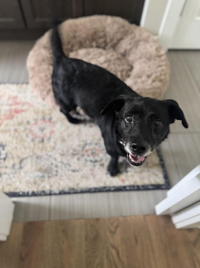 Lt Dan, ADOPTABLE, Senior Male Labrador Retriever & Beagle.