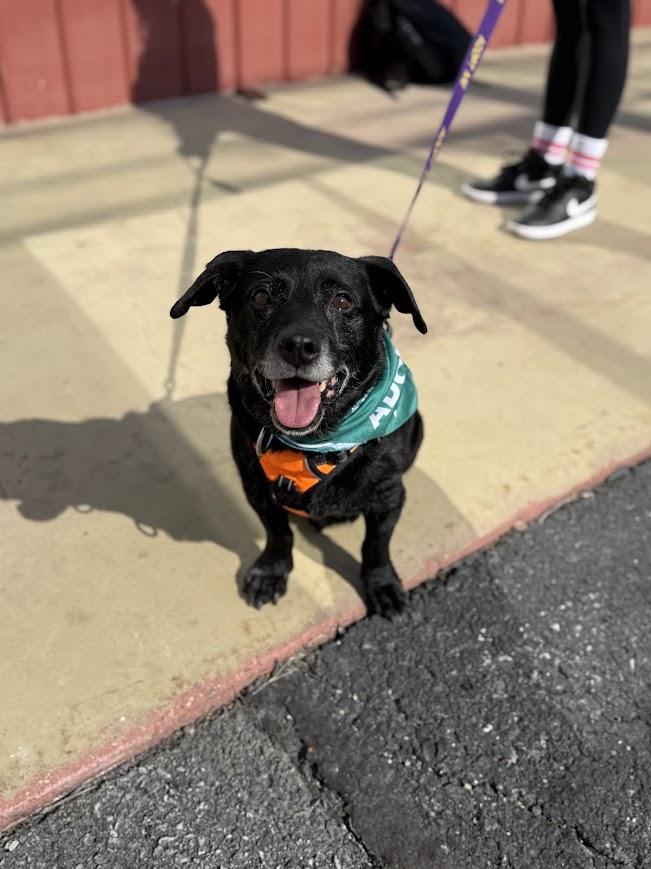 Enlarge Lt Dan, a ADOPTABLE mixed breed in Shermans Dale, PA image 4/6