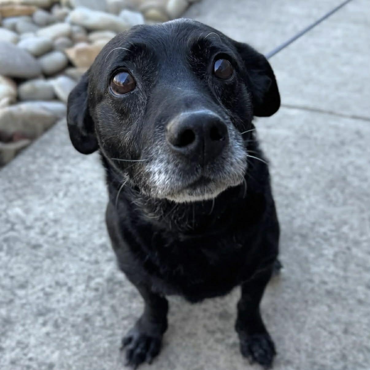 Enlarge Lt Dan, a ADOPTABLE mixed breed in Shermans Dale, PA image 5/6