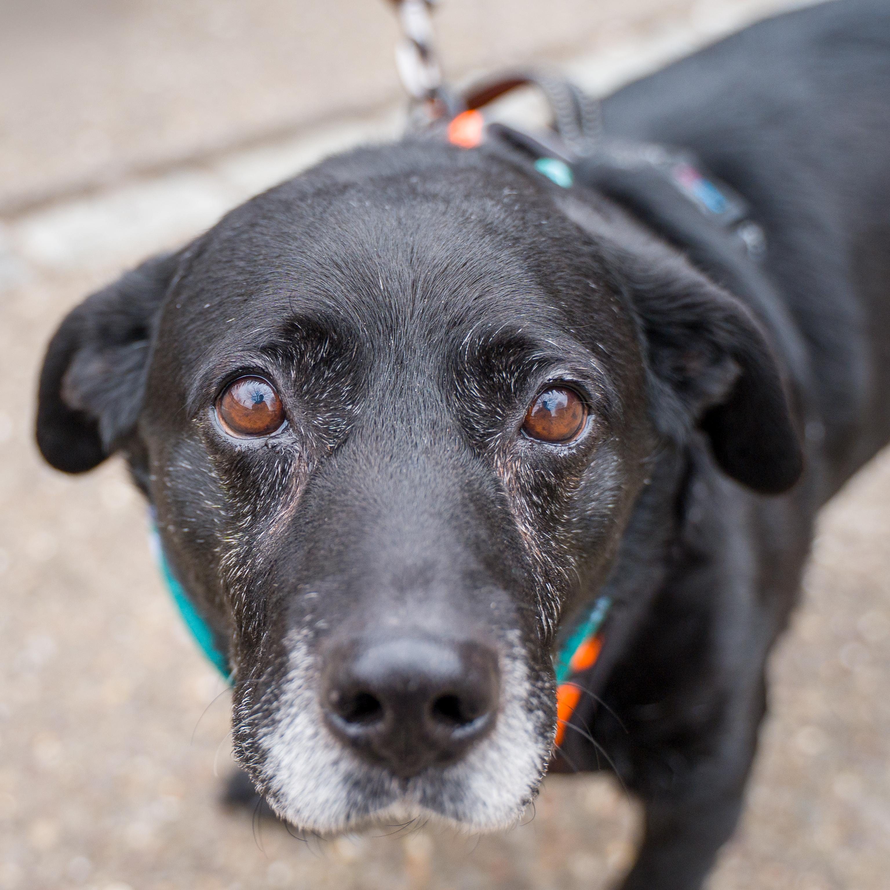 Lt Dan, ADOPTABLE, Senior Male Labrador Retriever & Beagle.