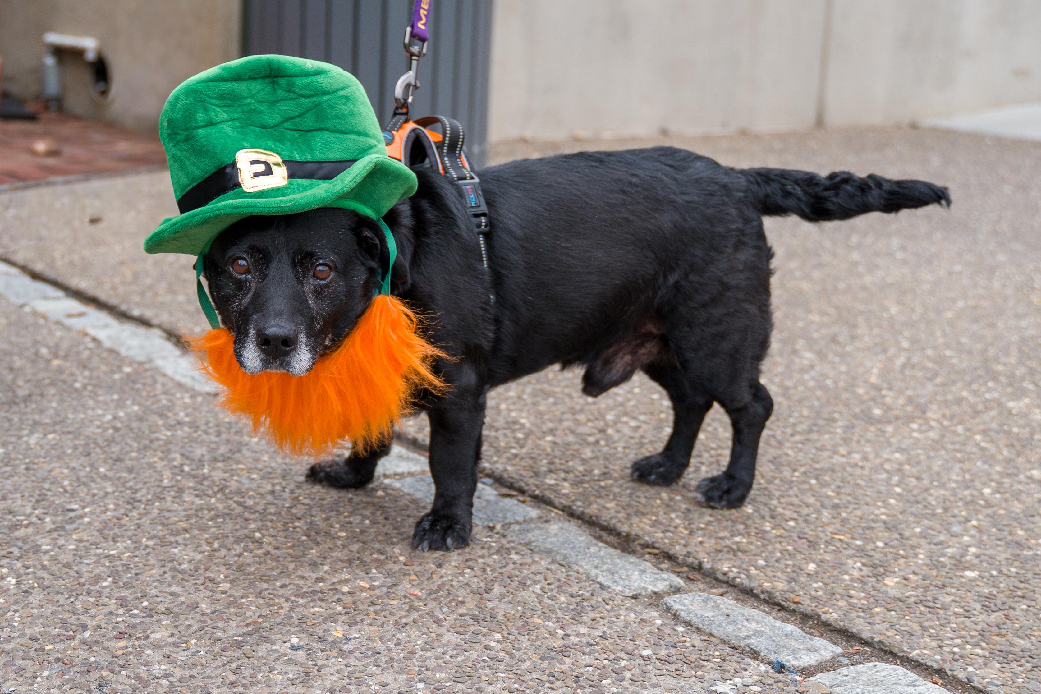 Enlarge Lt Dan, a ADOPTABLE mixed breed in Shermans Dale, PA image 2/6