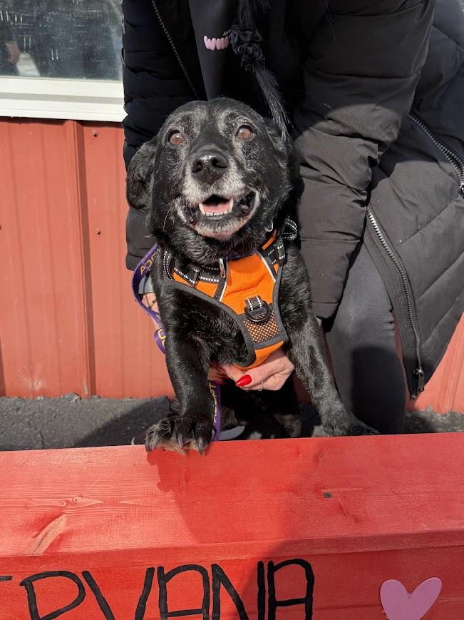 Lt Dan — thumbnail 5