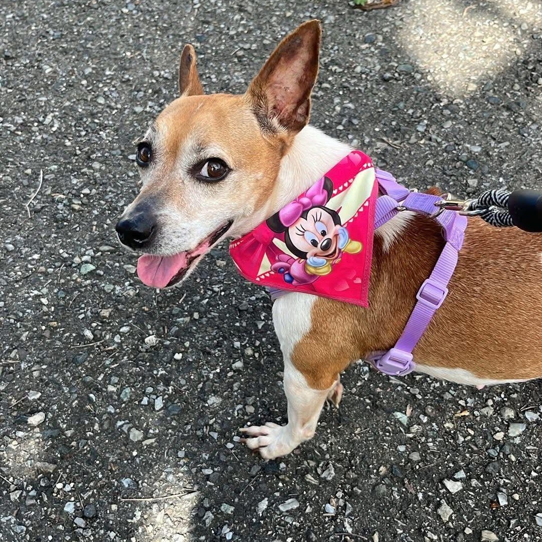 Enlarge Grace, a Adoptable mixed breed in Rincon, PR image 5/6