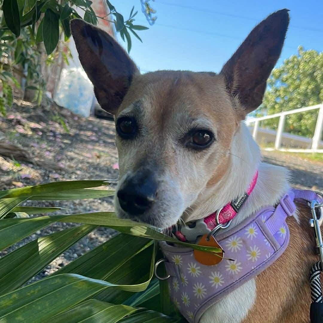Enlarge Grace, a Adoptable mixed breed in Rincon, PR image 2/6