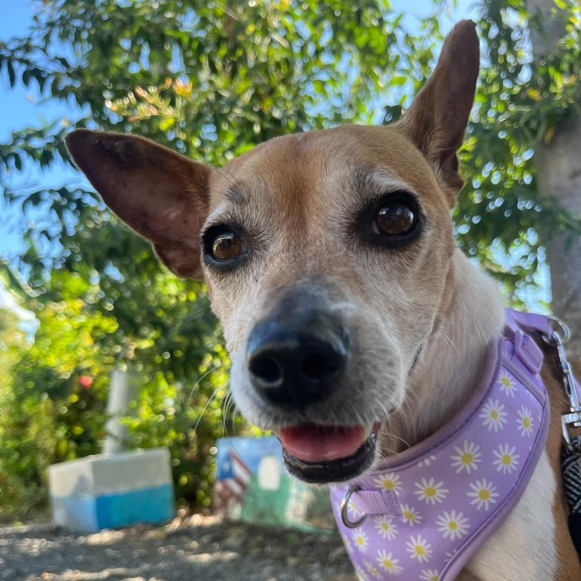 Enlarge Grace, a Adoptable mixed breed in Rincon, PR image 4/6