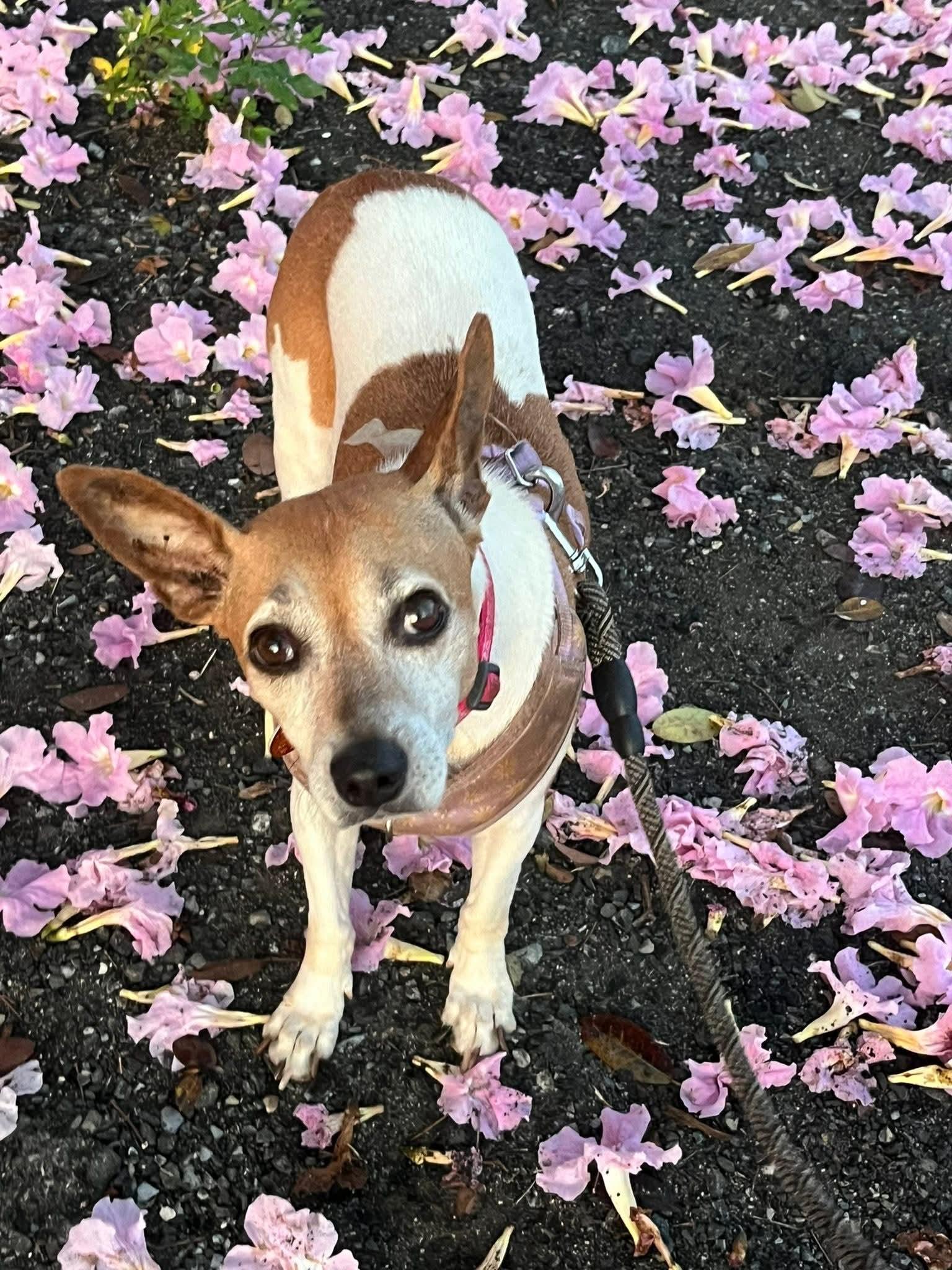 Grace, Adoptable, Adult Female Terrier.