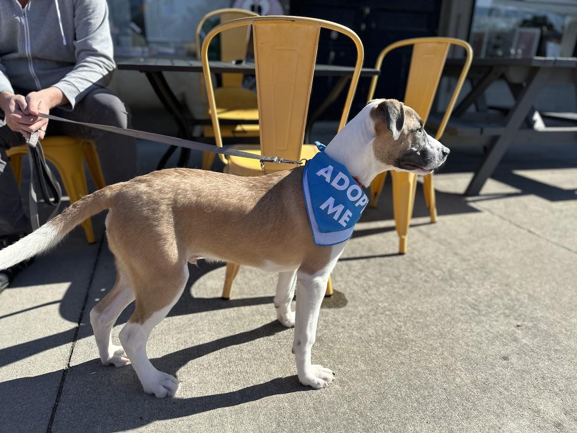 Enlarge Jack Frost, a ADOPTABLE mixed breed in Oak Ridge, TN image 4/6