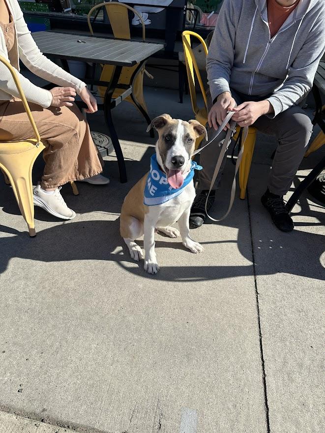 Enlarge Jack Frost, a ADOPTABLE mixed breed in Oak Ridge, TN image 3/6