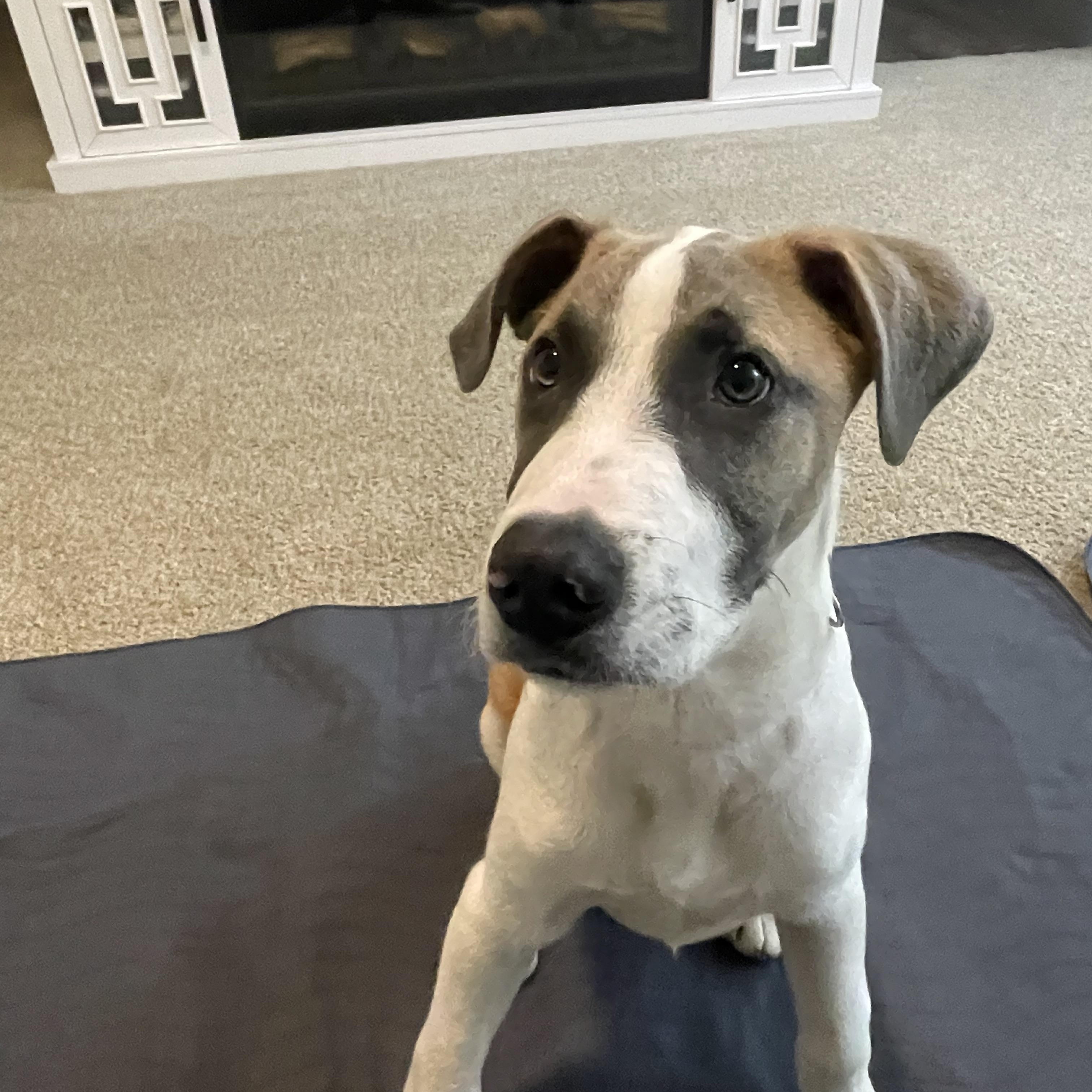 Enlarge Jack Frost, a ADOPTABLE mixed breed in Oak Ridge, TN image 5/6