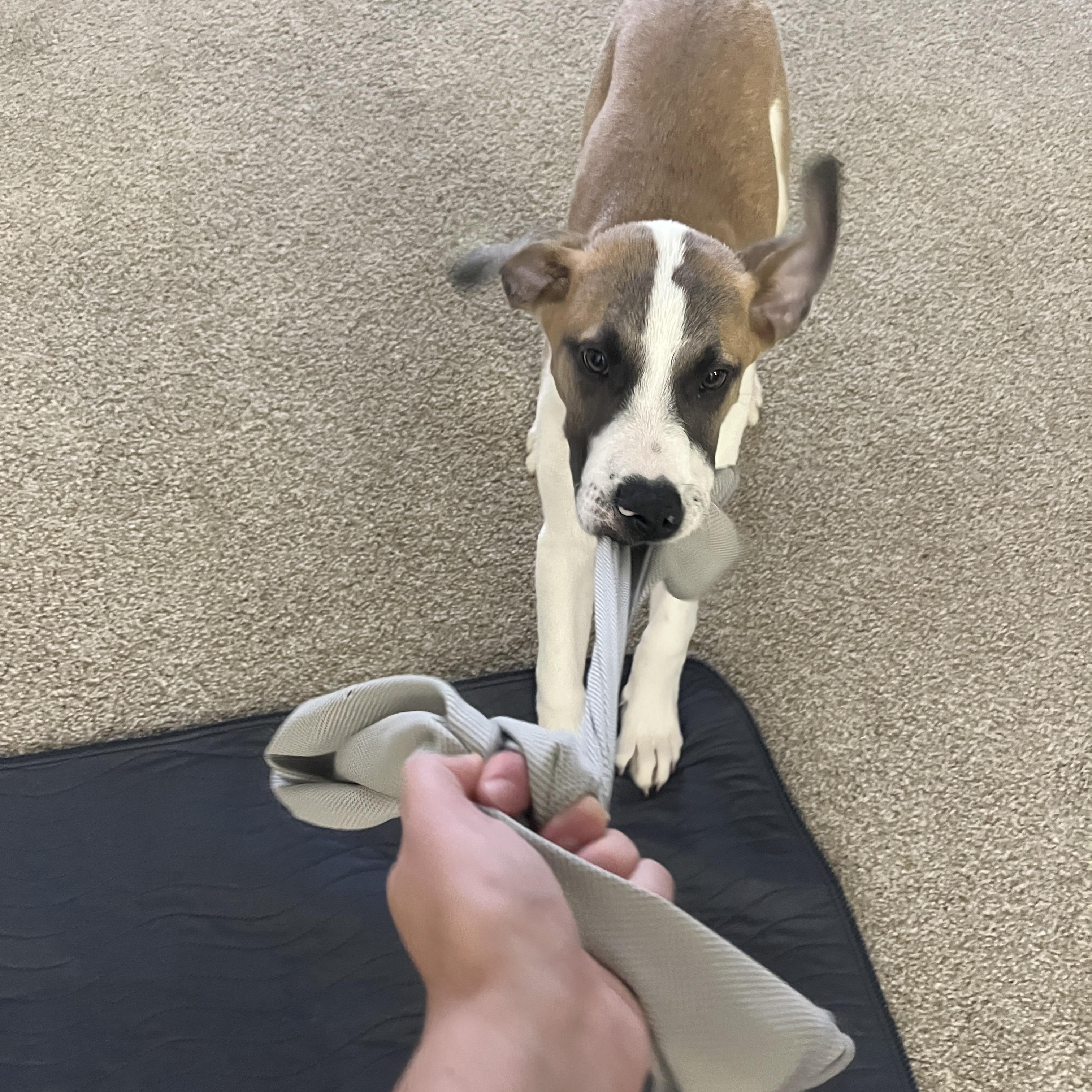 Enlarge Jack Frost, a ADOPTABLE mixed breed in Oak Ridge, TN image 6/6