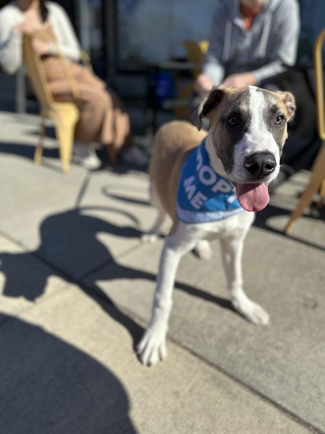 Enlarge Jack Frost, a ADOPTABLE mixed breed in Oak Ridge, TN image 2/6