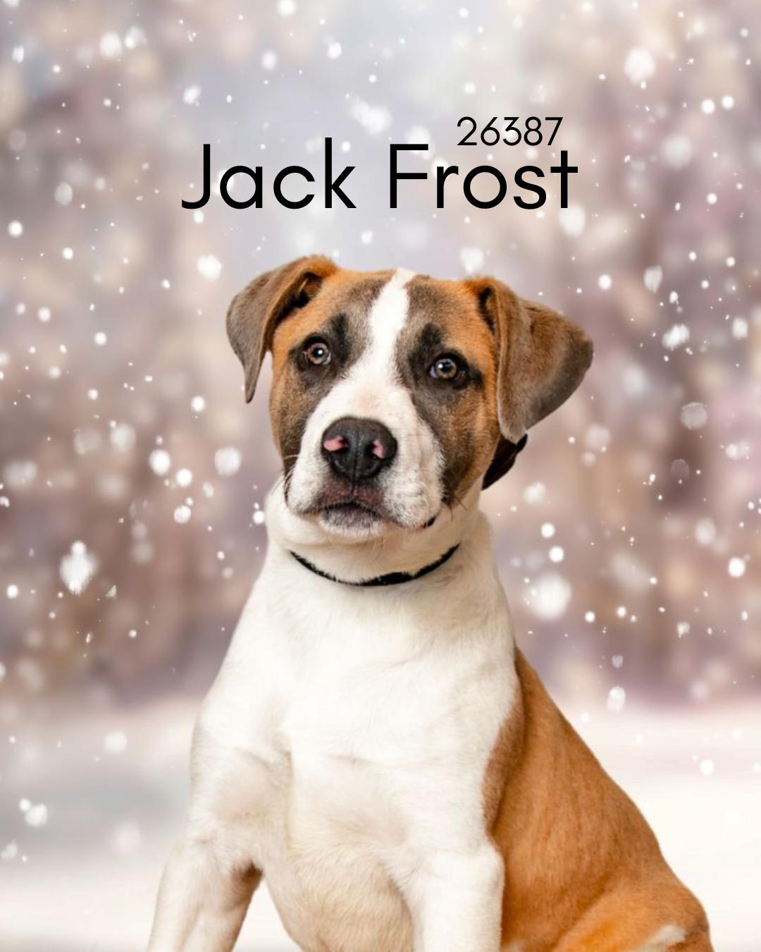 Enlarge Jack Frost, a ADOPTABLE mixed breed in Oak Ridge, TN image 1/6