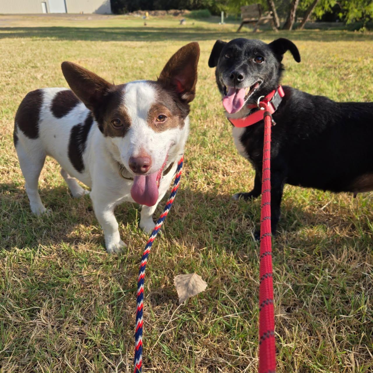 Enlarge Monica, a Adoptable Rat Terrier in Mansfield, TX image 4/6