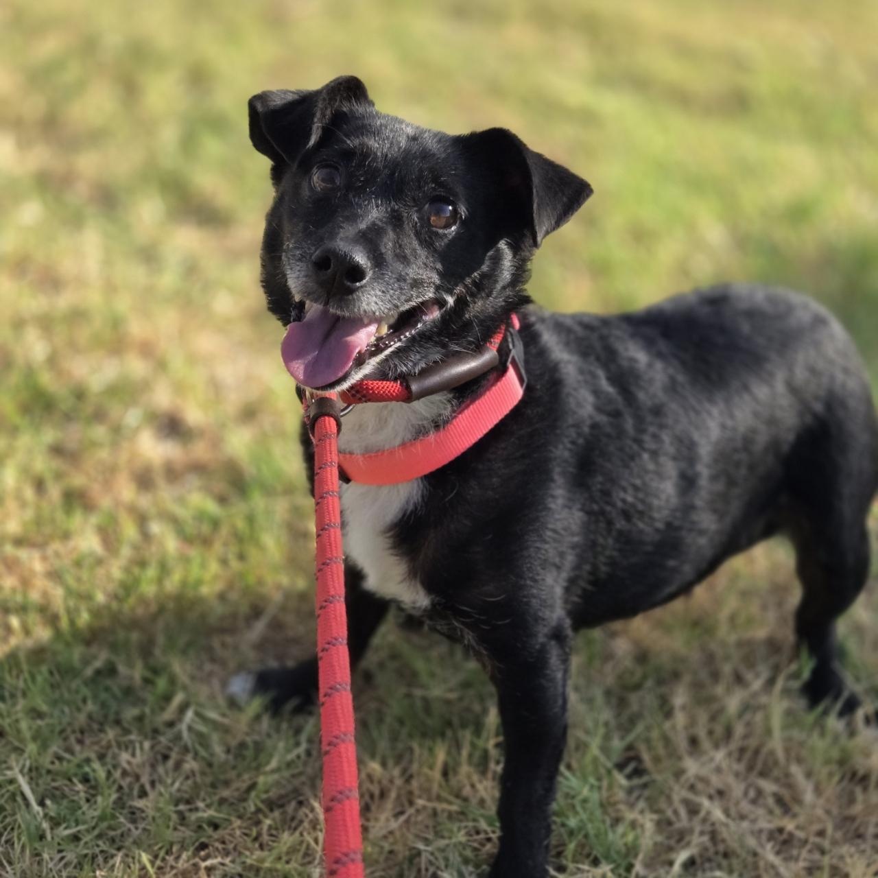 Enlarge Monica, a Adoptable Rat Terrier in Mansfield, TX image 1/6