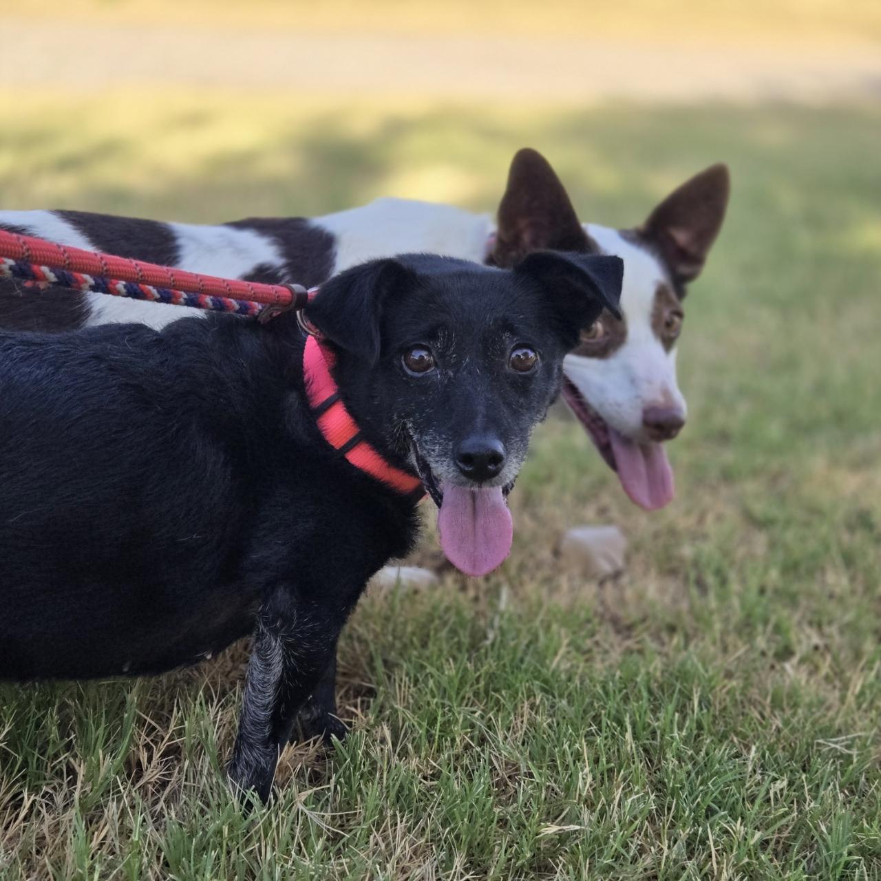 Enlarge Monica, a Adoptable Rat Terrier in Mansfield, TX image 3/6