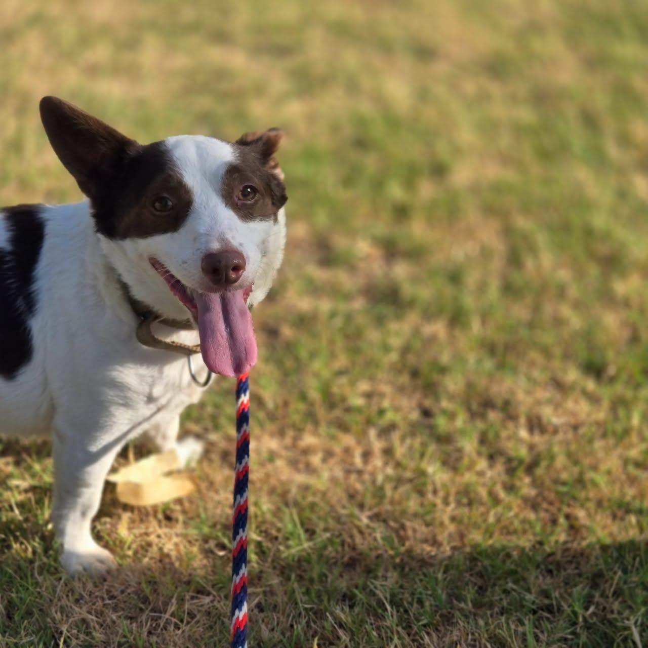 Enlarge Monica, a Adoptable Rat Terrier in Mansfield, TX image 5/6