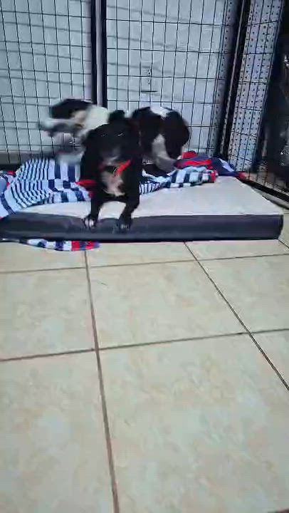 Enlarge Monica, a Adoptable Rat Terrier in Mansfield, TX video 2/6