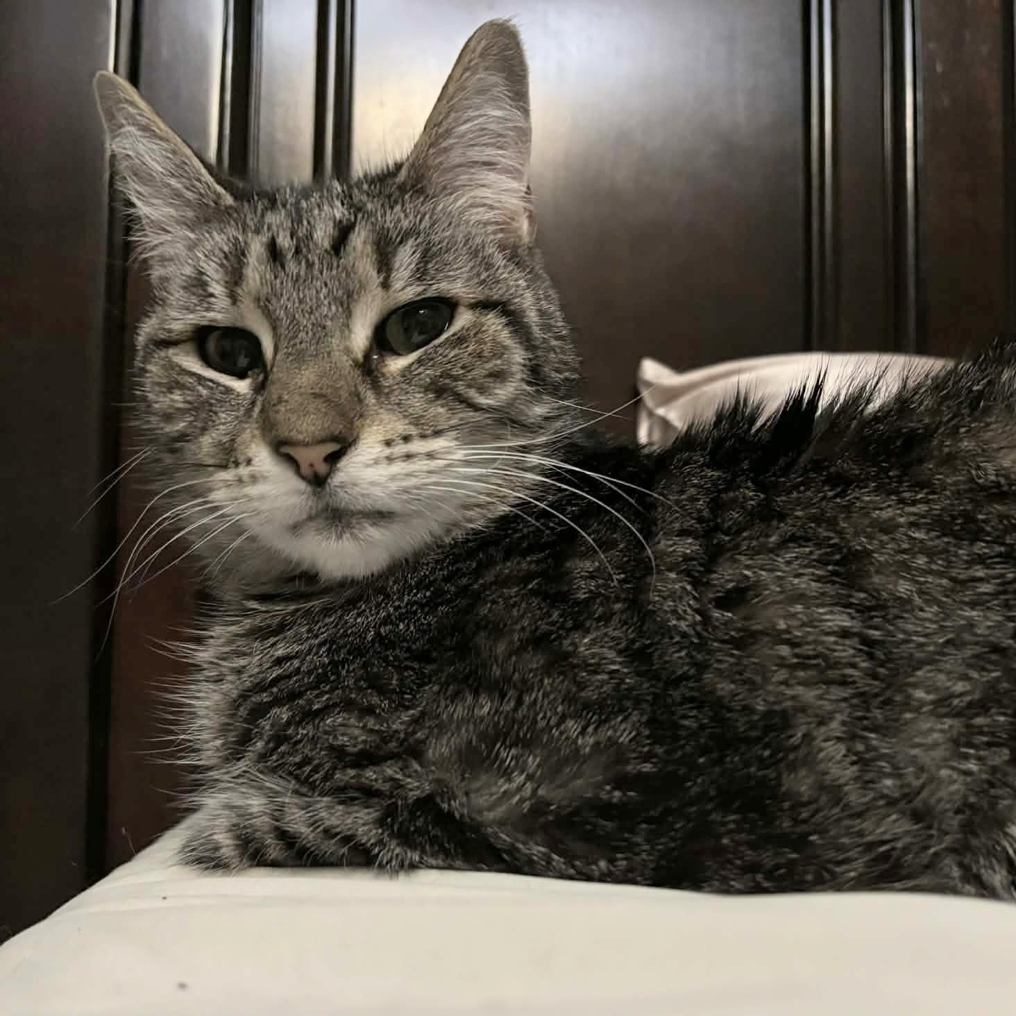 Pepper — thumbnail 2