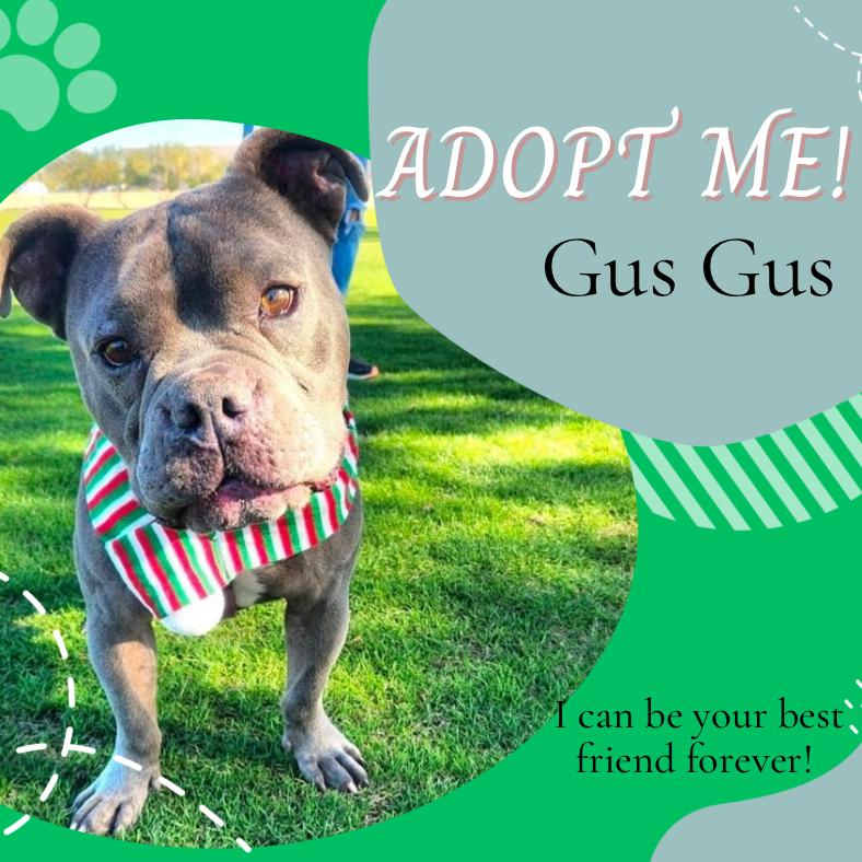 Enlarge Gus Gus, a Adoptable mixed breed in Phoenix, AZ image 1/2