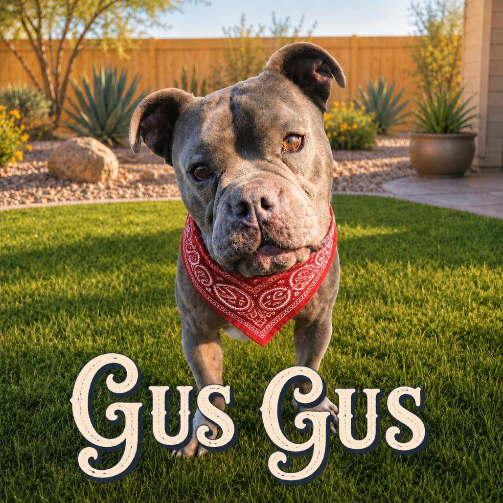 Enlarge Gus Gus, a Adoptable mixed breed in Phoenix, AZ image 2/4