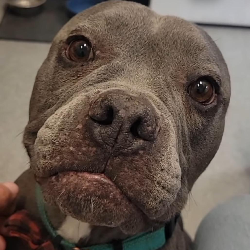 Enlarge Gus Gus, a Adoptable mixed breed in Phoenix, AZ image 2/2