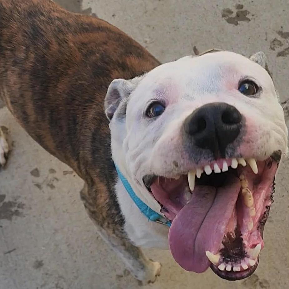 Lucky, Adoptable, Senior Male Pit Bull Terrier.