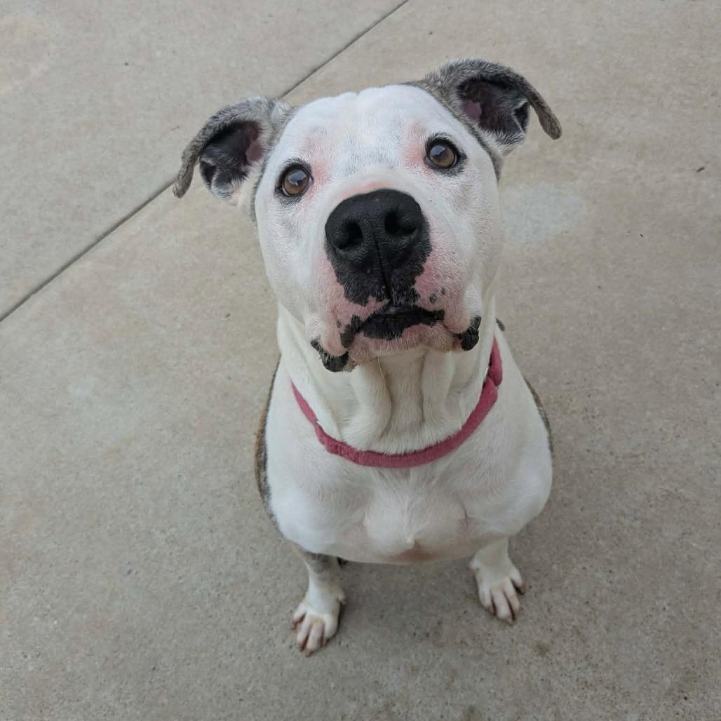 Enlarge Lucky, a Adoptable Pit Bull Terrier in Shinnston, WV image 2/4