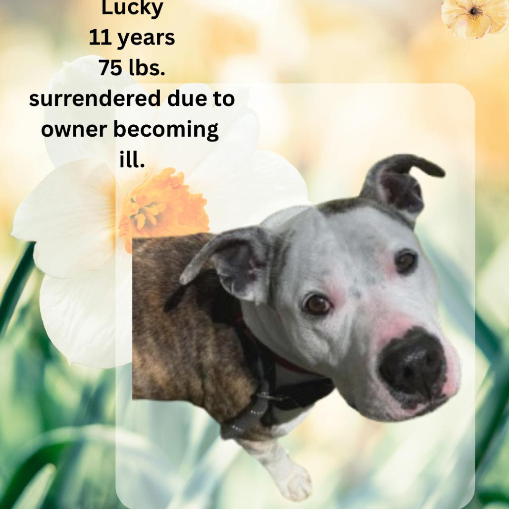 Enlarge Lucky, a Adoptable Pit Bull Terrier in Shinnston, WV image 2/3