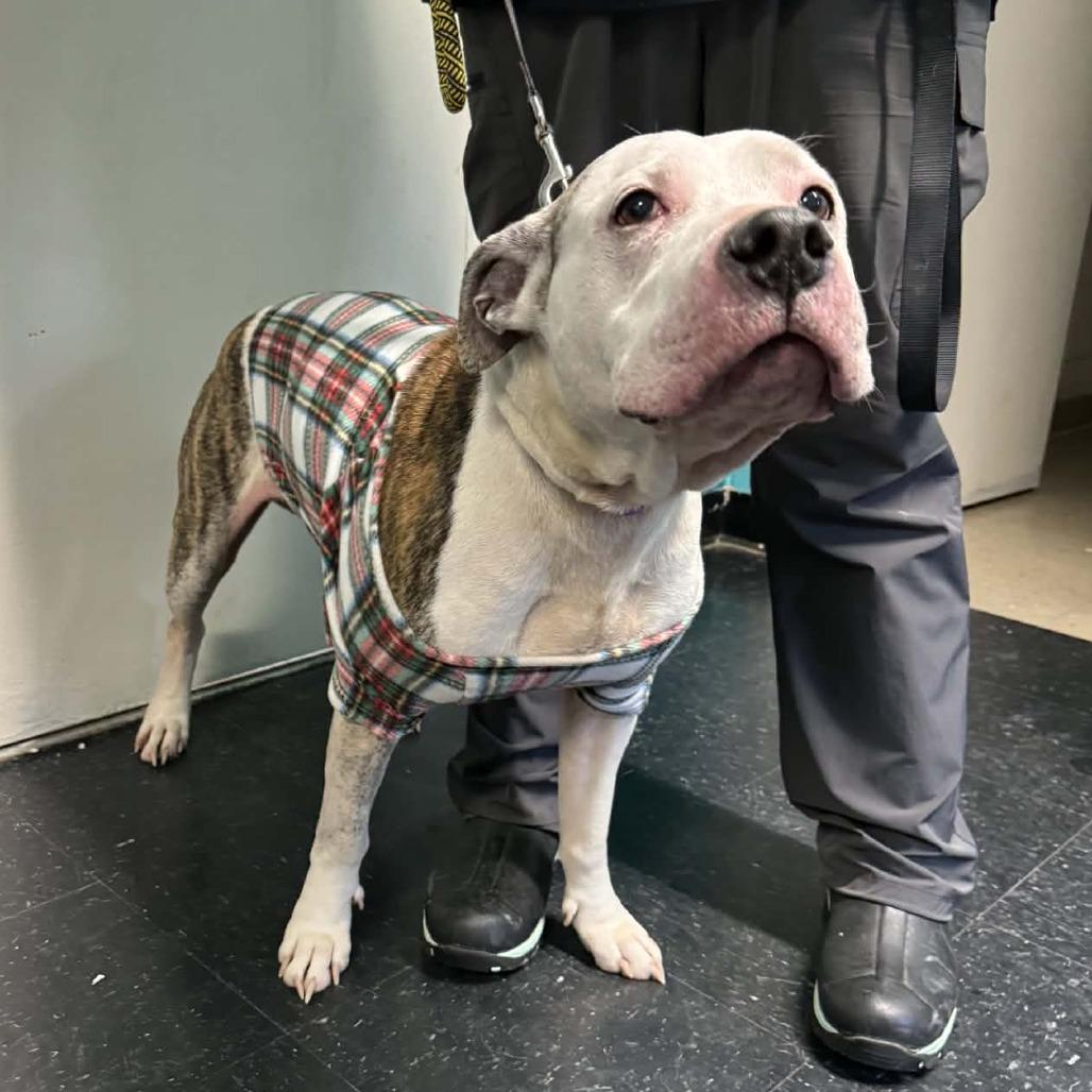 Lucky, Adoptable, Senior Male Pit Bull Terrier.