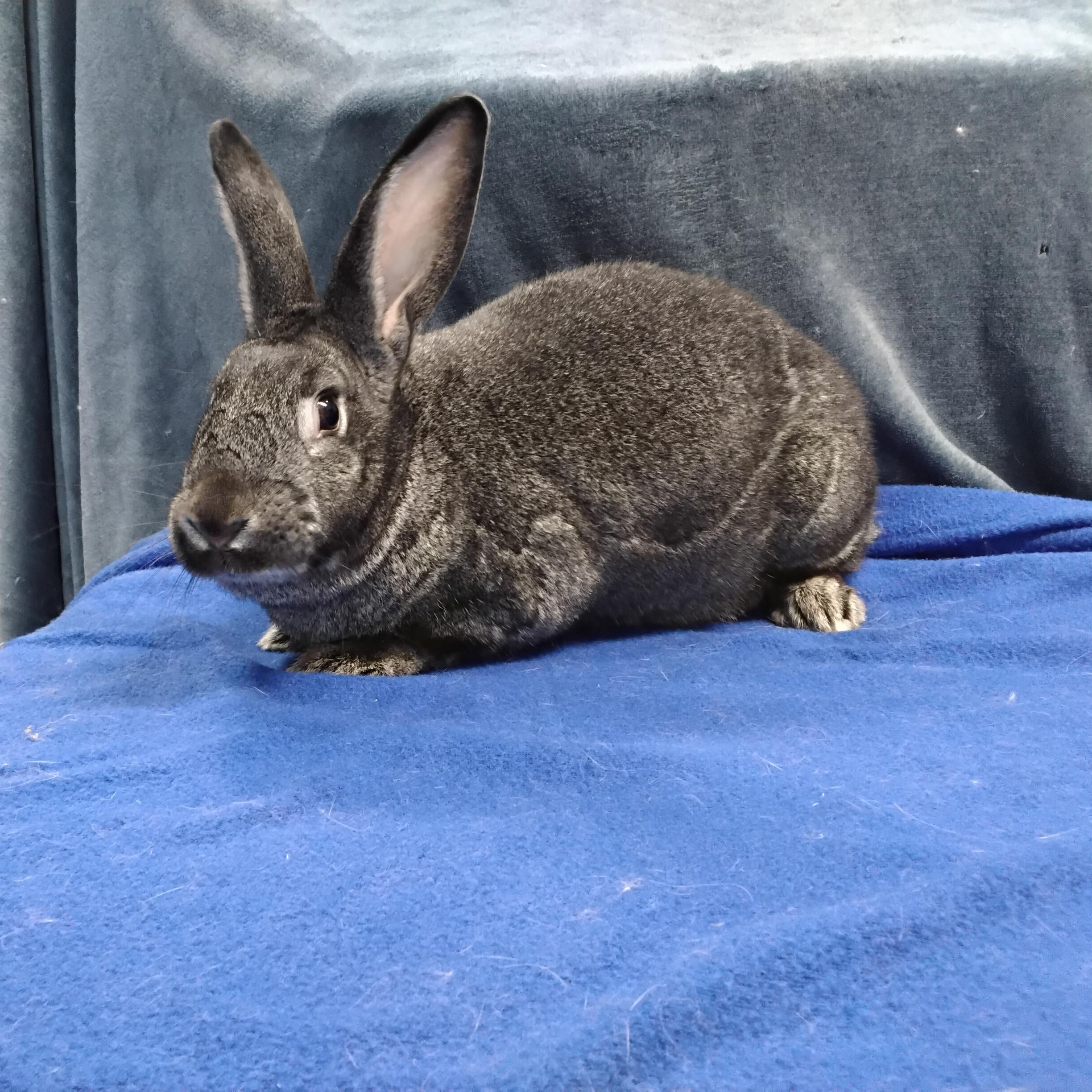 Isadora, a Adoptable mixed breed in Erie, PA image 4/5