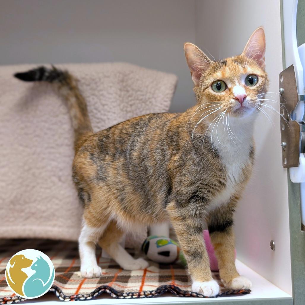 Naga, Adoptable, Adult Female Domestic Short Hair.