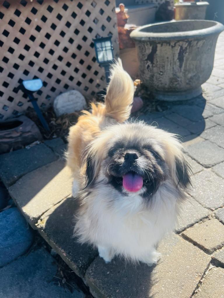 Enlarge Summer, a ADOPTABLE Pekingese in Council Bluffs, IA image 4/4