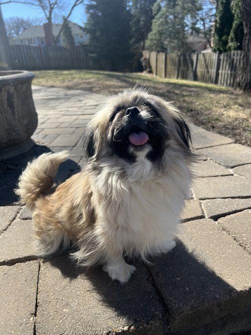 Enlarge Summer, a ADOPTABLE Pekingese in Council Bluffs, IA image 3/4