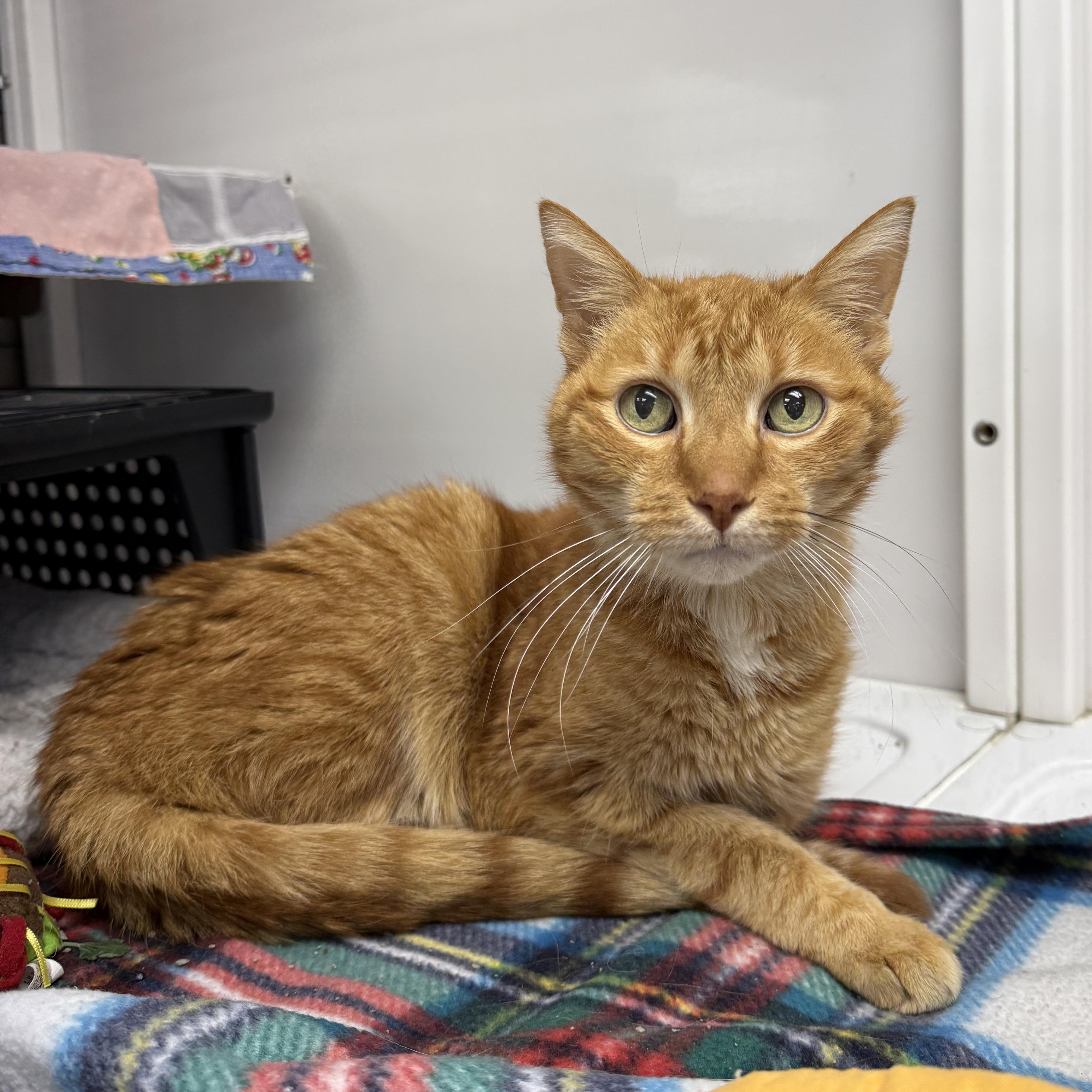 Enlarge Oliver, a Adoptable Domestic Short Hair in Oconto, WI image 1/1