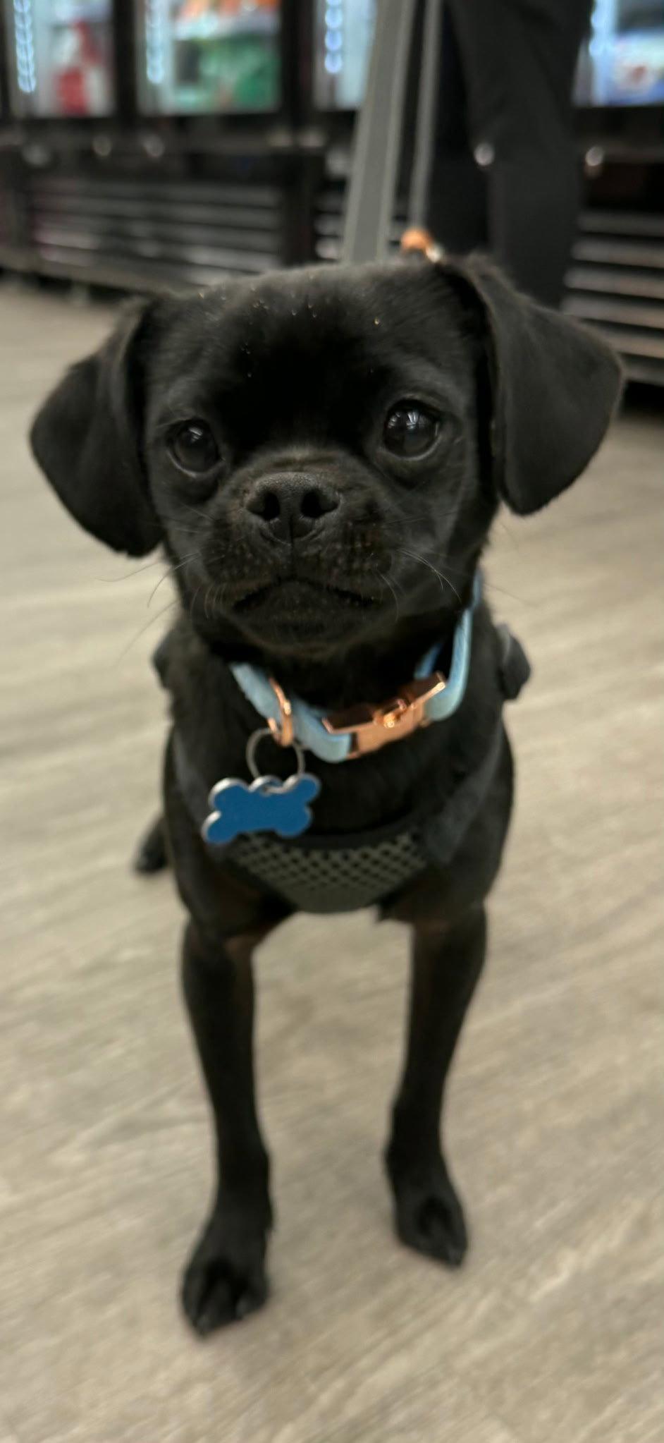 Chip CA, Adopted, Young Male Pug.